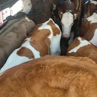 فروش گوساله های اصیل|حیوانات مزرعه|بندر ترکمن, |دیوار