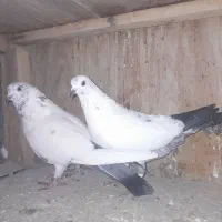 کله دمسبز|پرنده|زرندیه, |دیوار