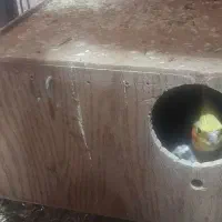 جفت عروس هلندی نر سخنگو ویه جفت طوطی فیشر آبی|پرنده|اندیمشک, |دیوار
