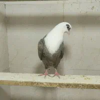 جوجه کله سفید