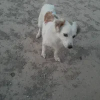سگ پاکوتاه