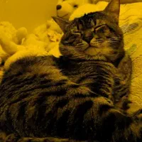 واگذاری گربه|گربه|برازجان, |دیوار