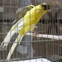 قناری کشیده بلند|پرنده|ری, اقدسیه|دیوار