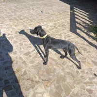 شکاری پویینتر