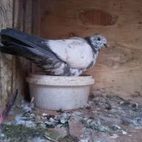 کفتر پرشی|پرنده|قم, یزدان‌شهر|دیوار