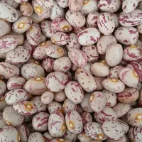 حبوبات محلی (پرداخت درب منزل)