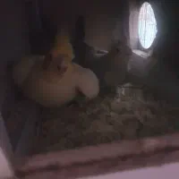 عروس هلندی جفت