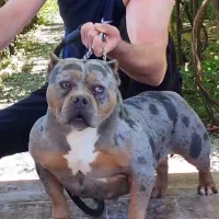 آمریک بولی|سگ|بومهن, |دیوار