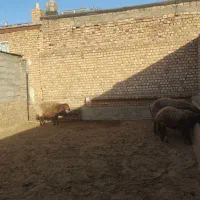 میش چاق