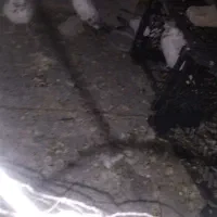 4عددرکفتر پرشی|پرنده|عنبرآباد, |دیوار