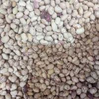 لوبیا چیتی اعلا