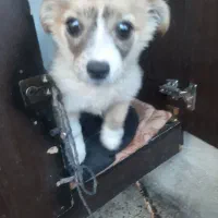 سگ خارجی نژادپاگ|سگ|یاسوج, |دیوار