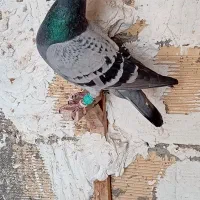 پلاکی|پرنده|چغادک, |دیوار