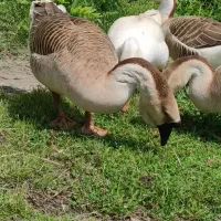 قوغاز (1نر و 2ماده تخم گذار)