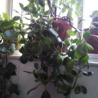 گلهای آپرتمانی|گل و گیاه طبیعی|یزد, |دیوار