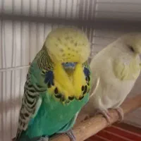 مرغ عشق انگلیسی گرید دار