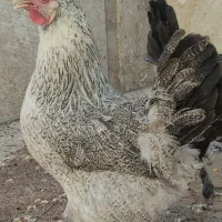 مرغ وخروس محلی