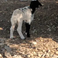 بره ماده بفروش میرسد|حیوانات مزرعه|هندیجان, |دیوار