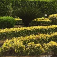 سرایدار ۲۴ساعته