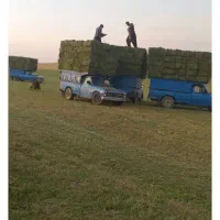 کلش سوفال یونجه کاه گندم خورد