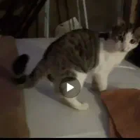 گربه گم شده