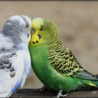 یک جفت مرغ عشق سبز و آبی
