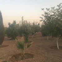 باغ۱۰۰۰متری حسین آباد نقش رستم|فروش زمین و ملک کلنگی|مرودشت, نقش رستم|دیوار