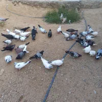 کبوتر هوایی|پرنده|قشم, |دیوار