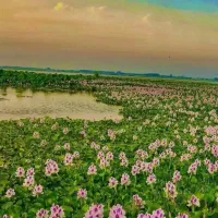 قایق سواری و تالاب گردی|تور و چارتر|بندر انزلی, قلم گوده|دیوار