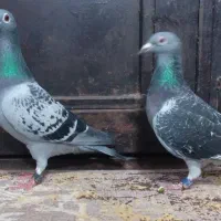 کبوتر مسافتی رتبه ۱۱۴