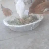 نوچه مرغ و اوردک