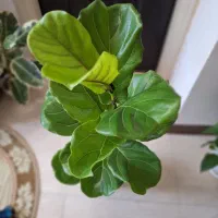 فیکوس لیراتا با گلدان سفالی مشکی|گل و گیاه طبیعی|شاهینشهر, نسیم ۵|دیوار