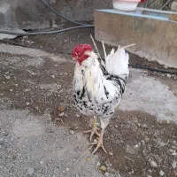 خروس گلین