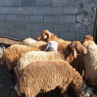 گوسفندبره نر|حیوانات مزرعه|جویبار, |دیوار