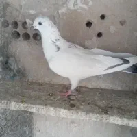 کفتر|پرنده|ری, صفاییه (چشمه علی)|دیوار