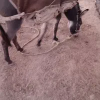 خر‌نر‌گله‌3سال