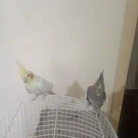 ۵عدد عروس هلندی مولد + جوجه