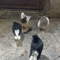 فروش جوجه  نقش