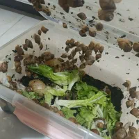 حلزون ۲الا۳ سانت  دونه ۱۰ بزرگ هم دونه ۶۰|خزنده|کرمانشاه, |دیوار