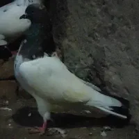 دوتا طوقی صید شده