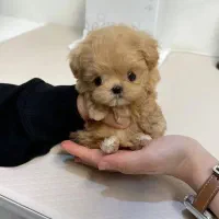 فانتزی|سگ|زاهدان, |دیوار