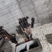 دو تا توله سگ مالینیوز