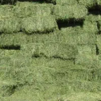 یونجه درجه یک چین دوم بدون علف