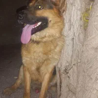 سگ ژرمن شپرد