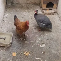 مرغ و خروس شاخ دار