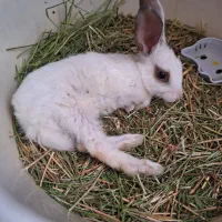 خرگوش نژاد نیوزیلندی|موش و خرگوش|پردیس, فاز ۱۱|دیوار