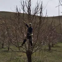 هرس درختان|خدمات باغبانی و درختکاری|خرم‌آباد, |دیوار