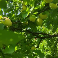 کارگر دارم برای کار  میوه چبنی