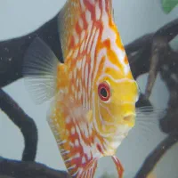 ماهی دیسکس ۲ قطعه|ماهی|تهران, مهرآباد جنوبی|دیوار