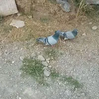 یک جفت کبوتر مسافتی
